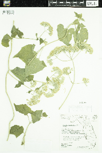 Image of Mikania cordifolia