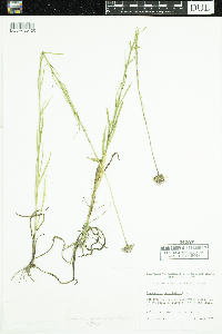Marshallia graminifolia image