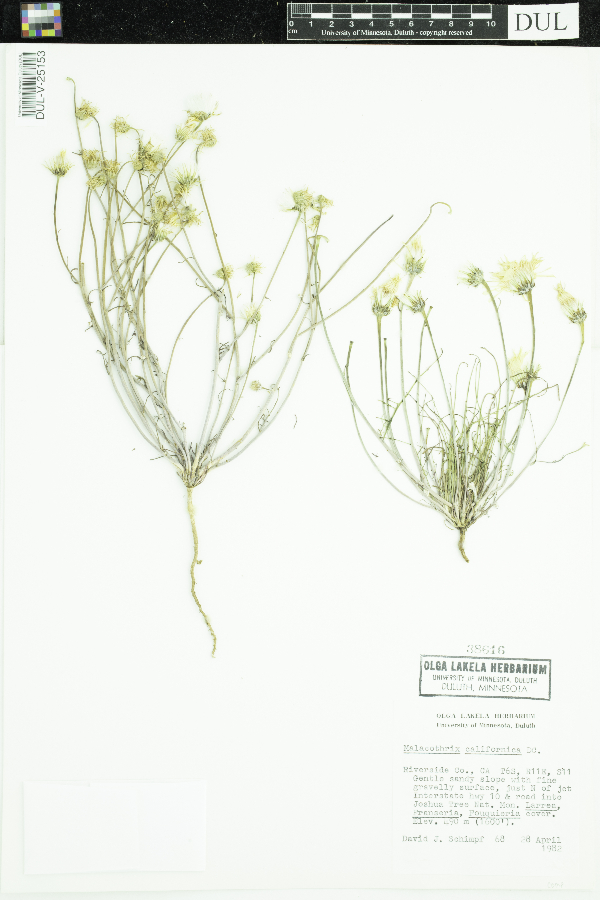 Malacothrix californica image