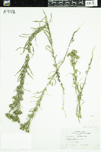 Madia glomerata image