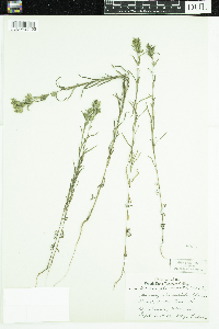 Madia glomerata image