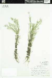 Madia glomerata image