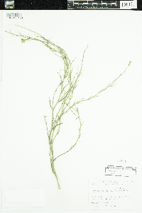 Lygodesmia juncea image