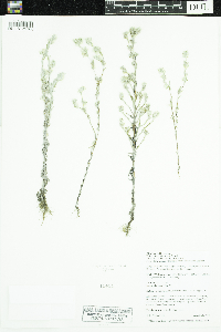 Logfia arvensis image