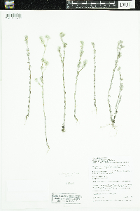 Logfia arvensis image