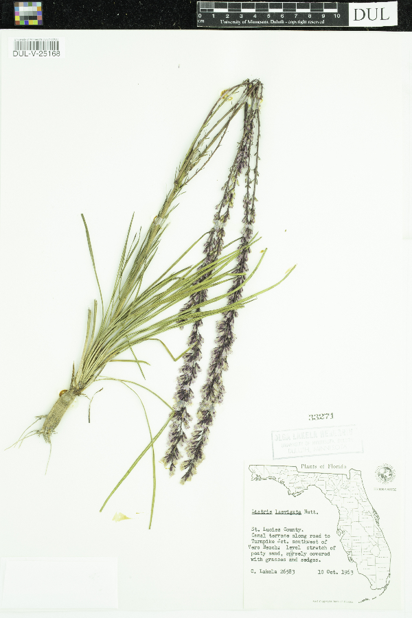 Liatris laevigata image