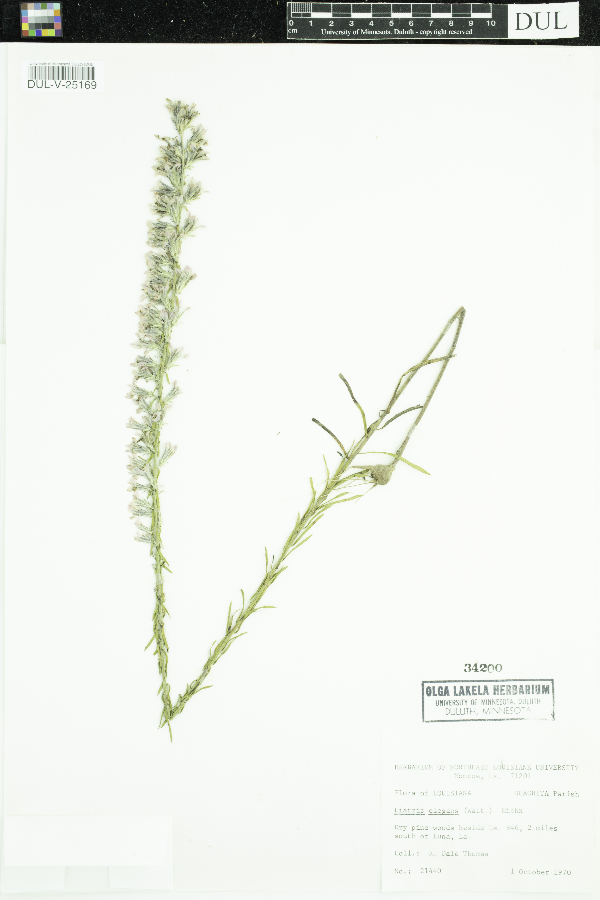 Liatris elegans image