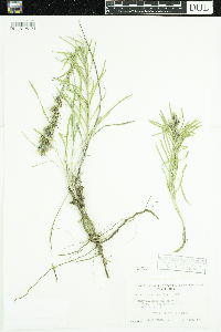 Liatris squarrosa image
