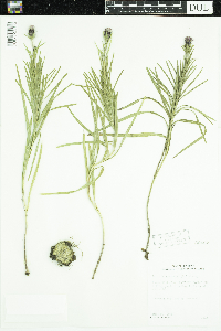 Liatris squarrosa image