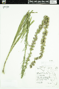 Liatris spicata image
