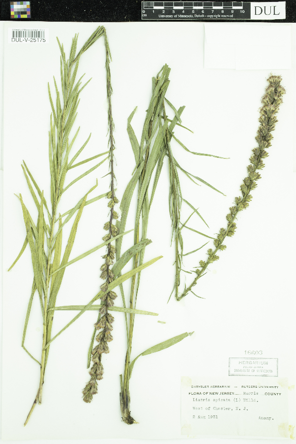 Liatris spicata image