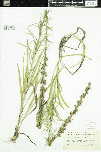 Liatris spicata image