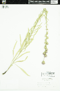 Liatris scariosa image