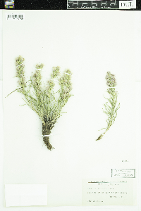 Liatris punctata image