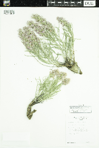 Liatris punctata image
