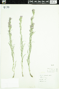 Liatris punctata image