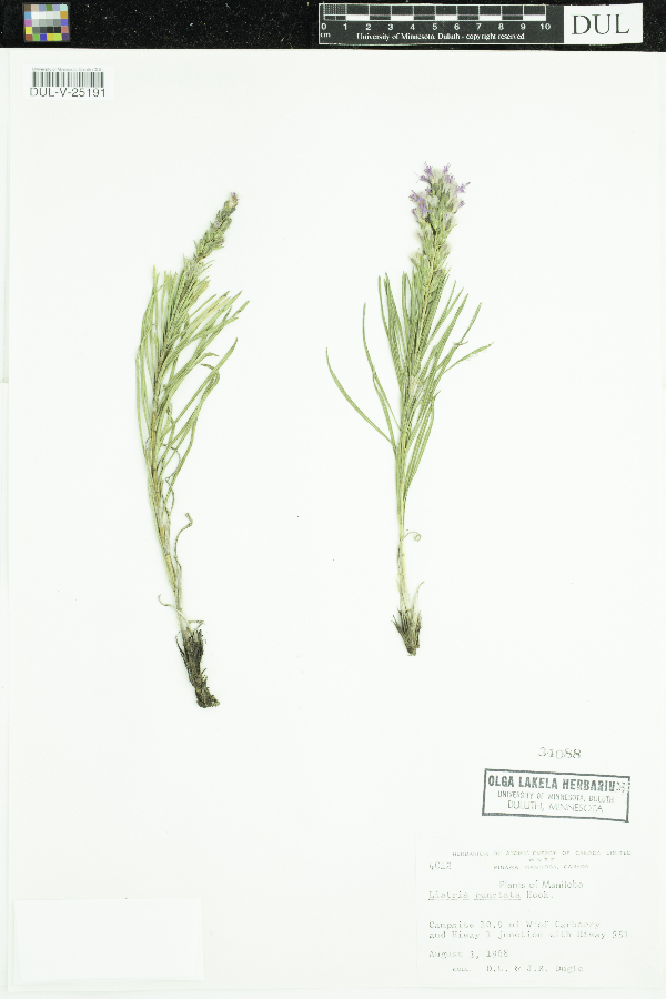 Liatris punctata image