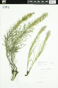 Liatris punctata image