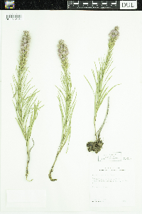 Liatris punctata image
