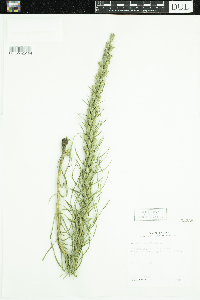 Liatris punctata image