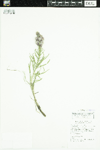 Liatris punctata image