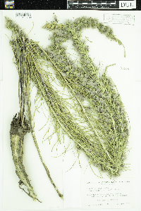 Liatris punctata image