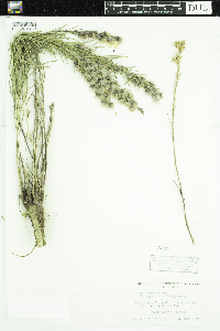 Liatris punctata image