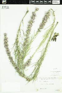 Liatris punctata image