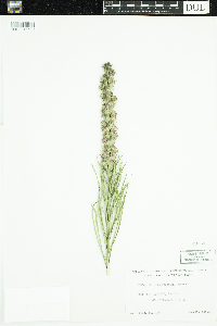 Liatris punctata image