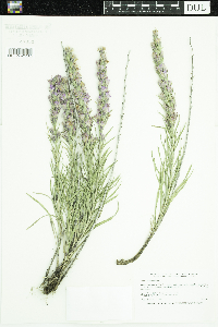 Liatris punctata image