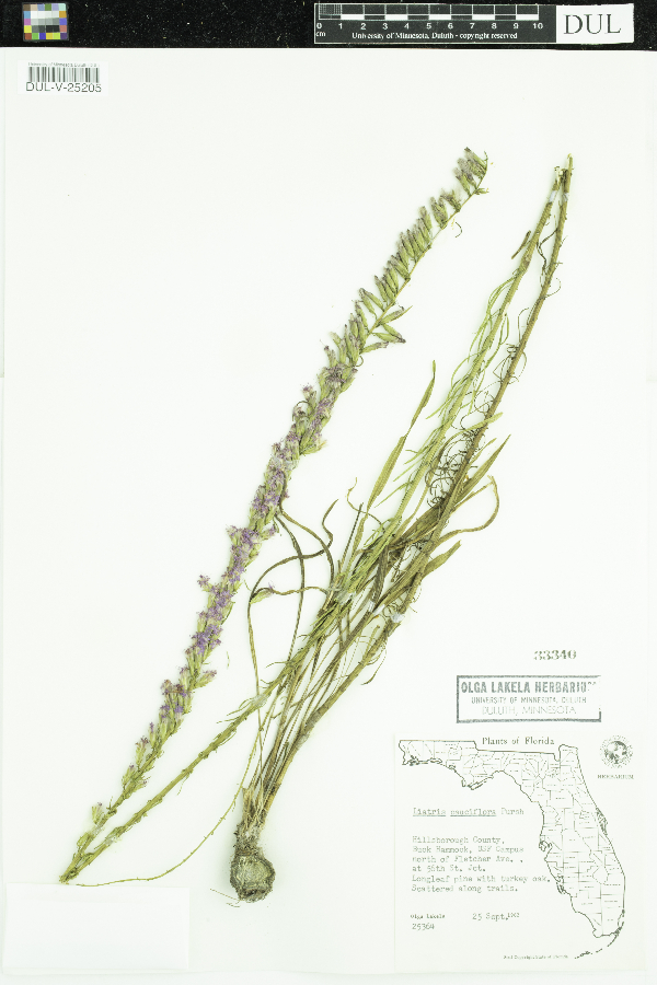 Liatris pauciflora image