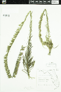 Media resource of Liatris pauciflora
