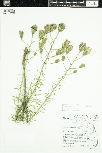 Liatris ohlingerae image