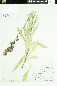 Liatris ligulistylis image