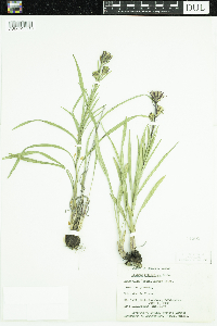 Liatris cylindracea image