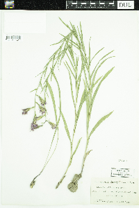 Liatris cylindracea image