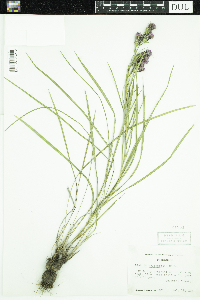 Liatris cylindracea image