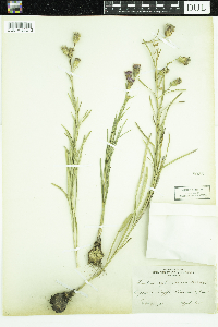 Liatris cylindracea image