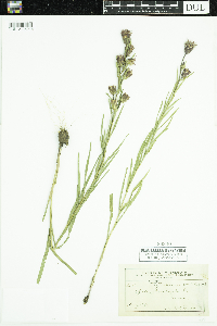 Liatris cylindracea image