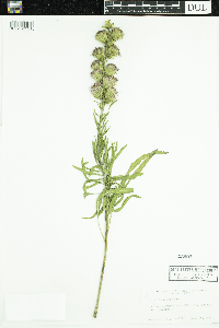 Thumbnail image of current specimen