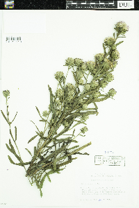Liatris aspera image