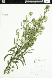 Liatris aspera image