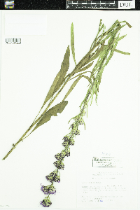 Liatris aspera image