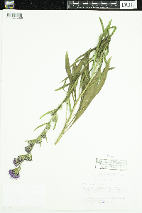 Liatris aspera image