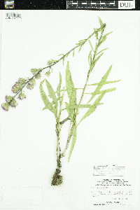 Liatris aspera image