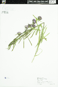 Liatris aspera image