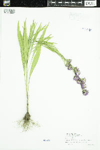 Liatris aspera image
