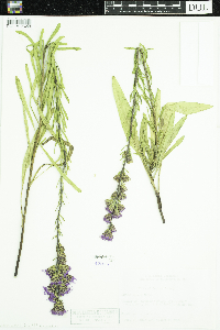 Liatris aspera image