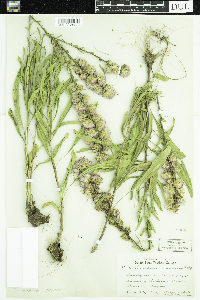Liatris aspera image