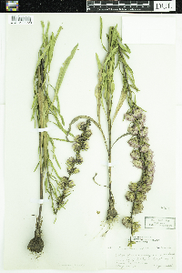 Liatris aspera image